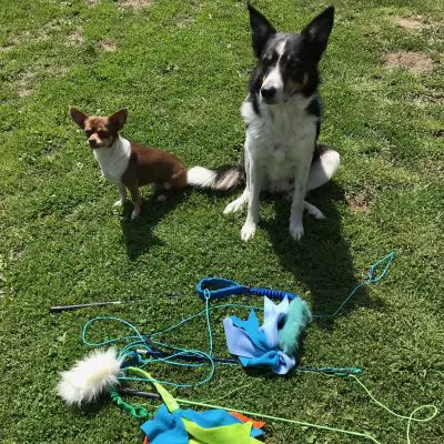 Peca játék kutyáknak