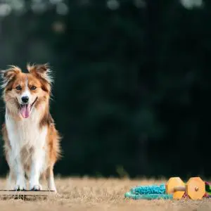 Obedience és dogdancing