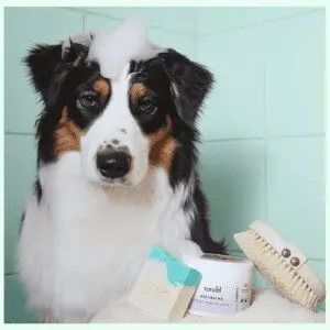 Natúrkozmetikumok kutyáknak és macskáknak