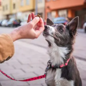 Jutalomfalatok és fogtisztítók
