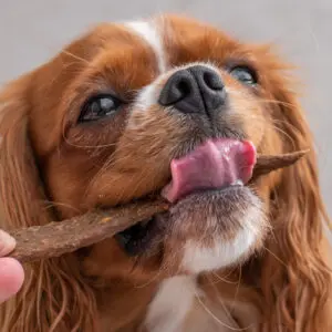 KIVO Szárított Bárányhús csíkok