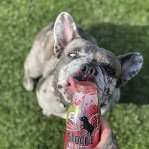 SLOOFIE a Kutyasmoothie
